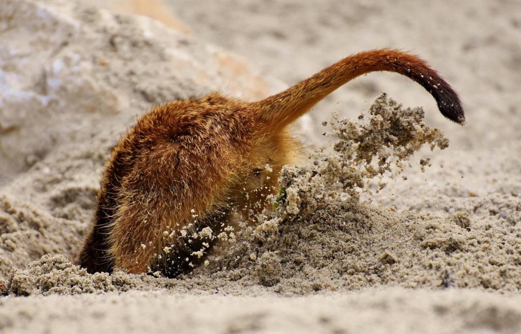 head stuck in the sand 3510206 1280